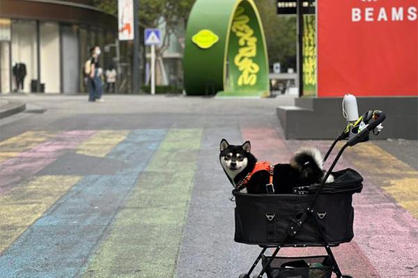 深圳可以带宠物的商场有哪些2023