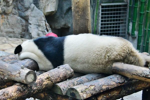 北京動物園看熊貓從哪個門進去