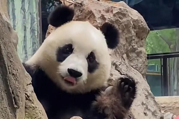 北京動物園看熊貓從哪個門進去