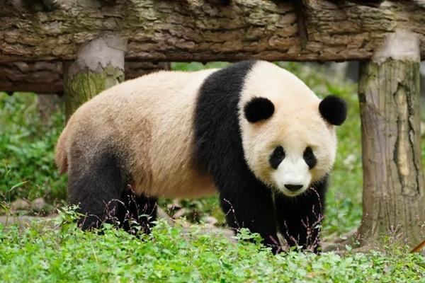 武汉动物园有熊猫吗？有几只熊猫？
