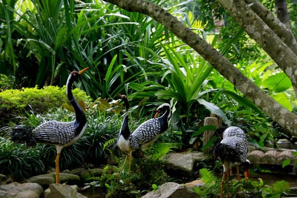 兴隆热带植物园游览路线