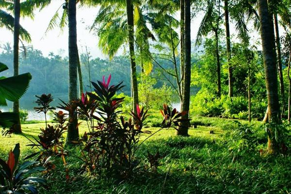 兴隆热带植物园游览路线