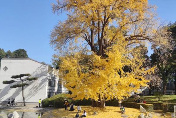 北京哪里有古银杏树景点