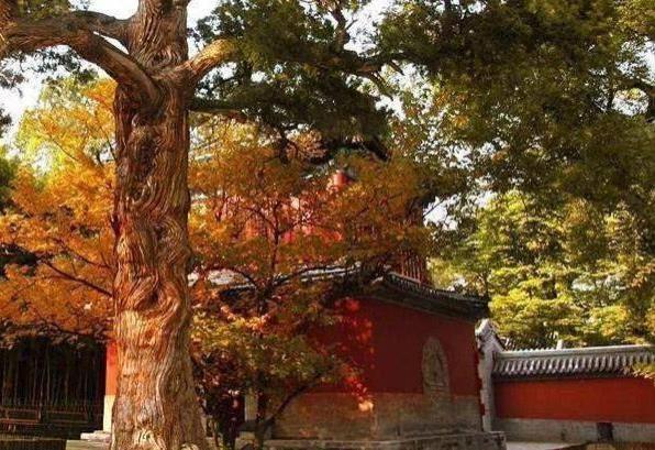 北京哪里有古银杏树景点