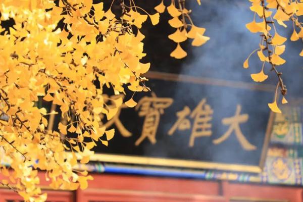 北京古银杏树都在哪里 最美银杏观赏地