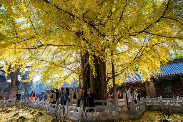 北京古银杏树都在哪里 最美银杏观赏地