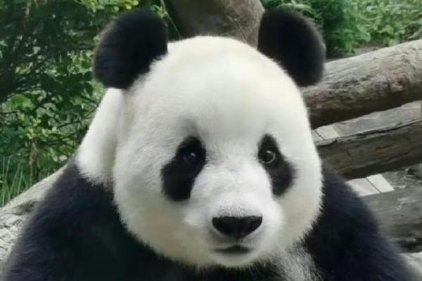 大连森林动物园有大熊猫吗 有几只叫什么名字