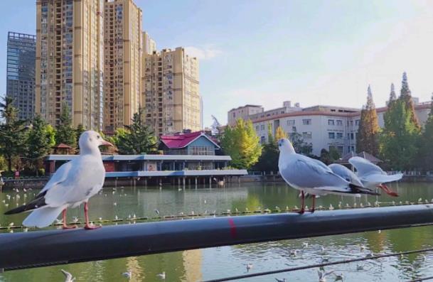 昆明海鸥在哪里看 哪里海鸥最活泼