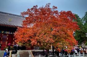 11月看秋景什么地方最好