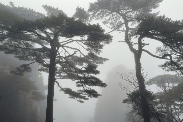 黃山冬天下雪時間是幾月