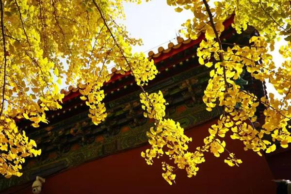 2023北京哪个公园银杏树最美