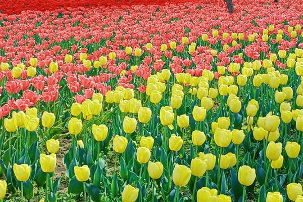 重慶園博園賞花攻略(花期+最佳位置)