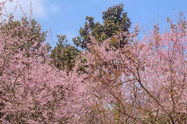 重慶園博園賞花攻略(花期+最佳位置)