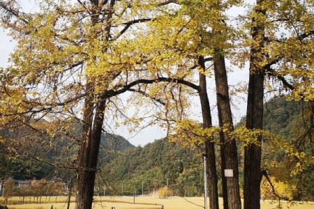 2023杨家村旅游攻略 - 门票价格 - 开放时间 - 简介 - 地址 - 电话 - 交通 - 天气