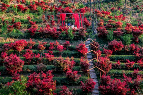 2025嶺南紅葉世界門票多少錢