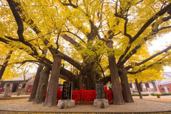 2023年浮来山银杏树什么时候黄叶