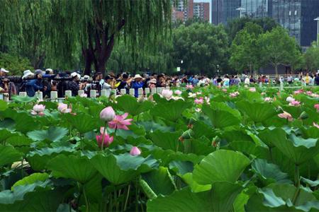 北京莲花池公园旅游攻略-门票价格-景点信息