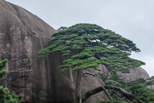 黄山门票2023免费政策最新