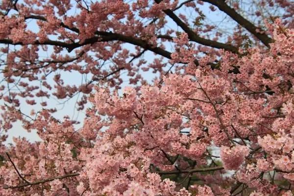 武汉四月份还有樱花吗
