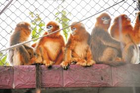 武汉动物园恢复营业时间
