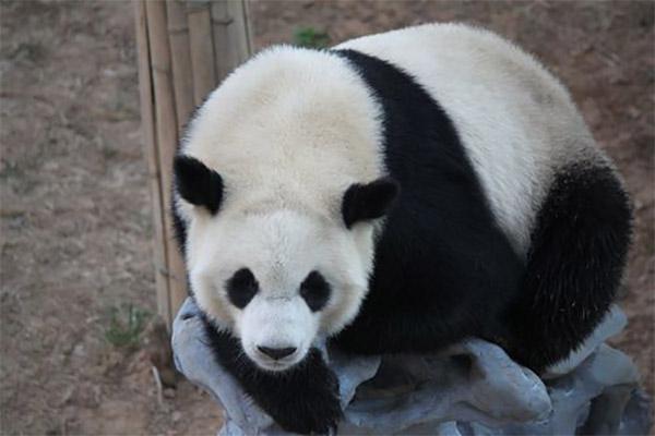 大连森林动物园有熊猫吗 叫什么名字