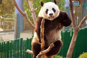 大连森林动物园有熊猫吗 叫什么名字