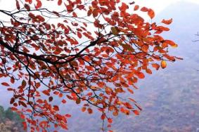 洛阳老君山看红叶最佳时间和地点