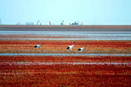 2023东营秋天旅游最美的地方