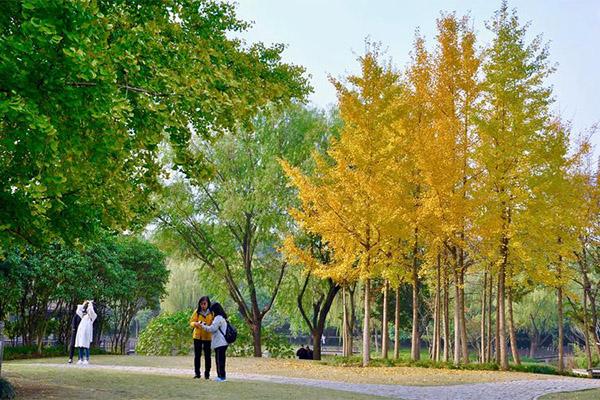 2023上海古银杏公园最佳观赏时间