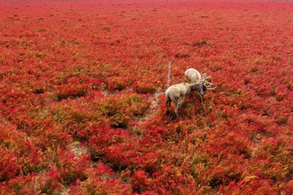 條子泥秋冬季節看紅地毯詳細游玩攻略