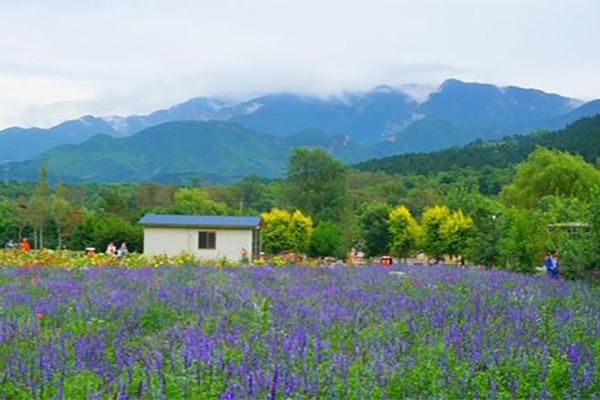 延慶四季花海最佳時間