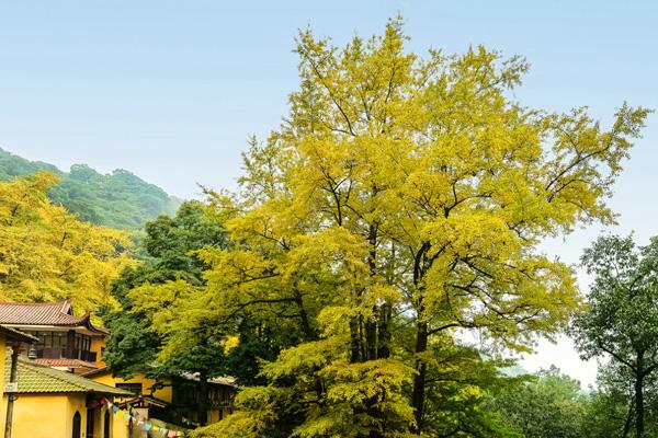 成都看銀杏哪里最好的地方