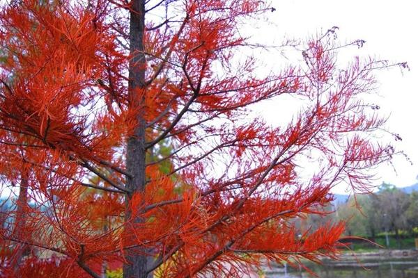 兩旗海濕地公園水杉什么時候紅