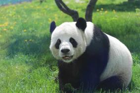 2024亚布力熊猫馆游玩攻略-门票价格-景点信息