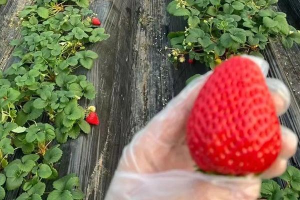 花博会草莓园草莓多少钱一斤