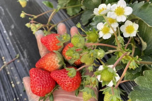 花博会草莓园草莓多少钱一斤