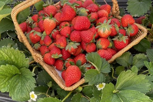 草莓园采摘草莓注意事项和采摘技巧