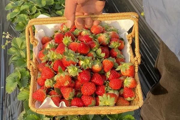 草莓园采摘草莓注意事项和采摘技巧