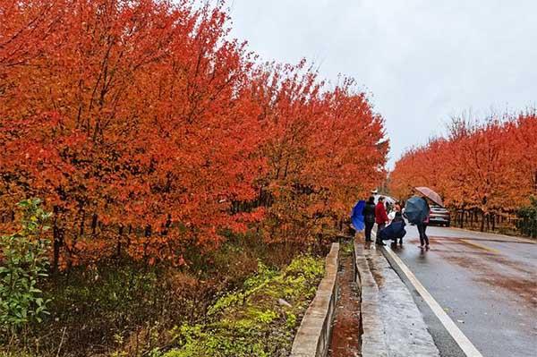 2023年合川古樓楓葉紅了嗎 合川古樓紅楓最佳時期