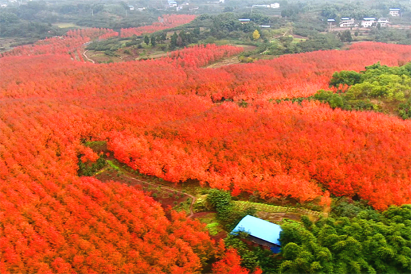 2023年合川古樓楓葉紅了嗎 合川古樓紅楓最佳時期