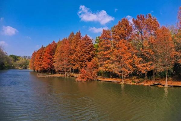 扬州秋冬季节有哪些绝美的赏叶打卡地推荐