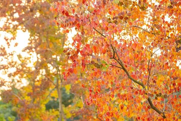 扬州秋冬季节有哪些绝美的赏叶打卡地推荐