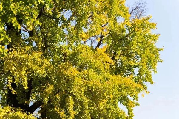 常熟秋冬季节有哪些落叶不扫的景观街道推荐