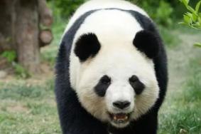 天津光合谷熊猫叫什么名字 在哪看