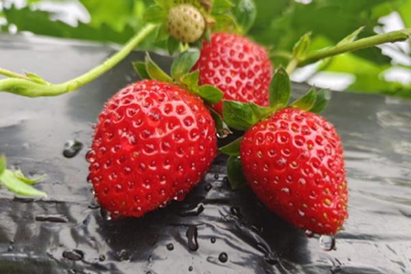 嘉州有哪些采摘草莓的地方推荐