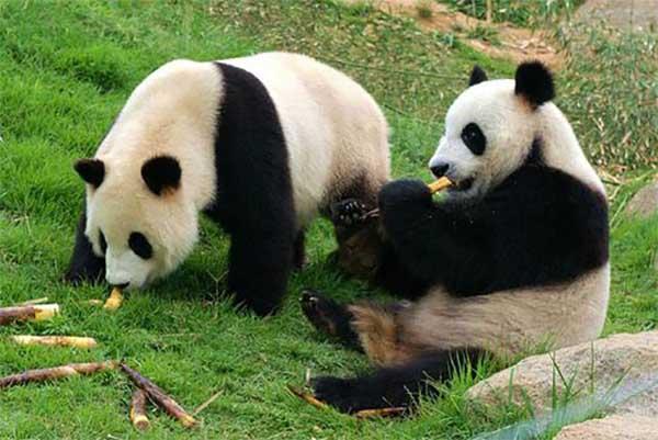 佛坪熊猫谷有几只熊猫