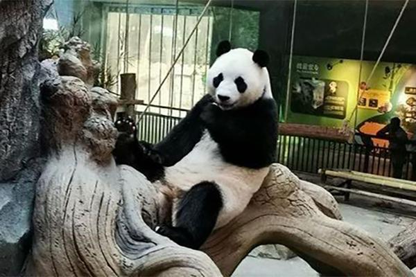 武漢動物園熊貓館需要預(yù)約嗎2023