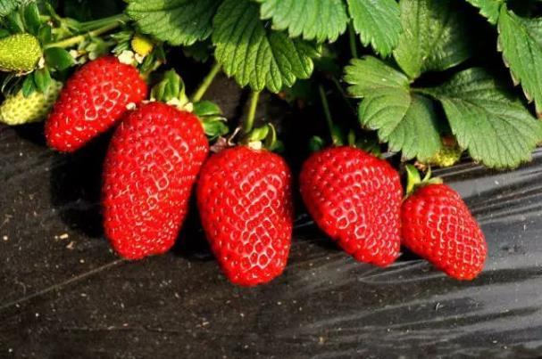 重庆摘草莓的地方有哪些