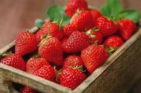 昆明有哪些草莓采摘园推荐