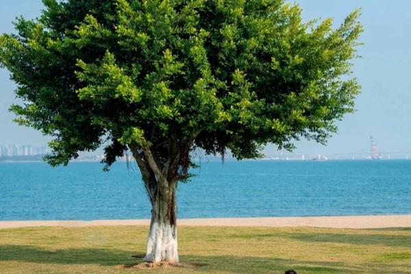 厦门海边最孤独的一棵树在哪里 叫什么 是什么树